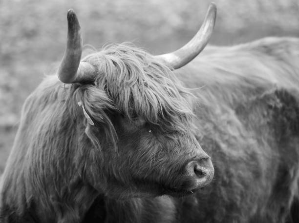istock Animals in scotland 1256998988