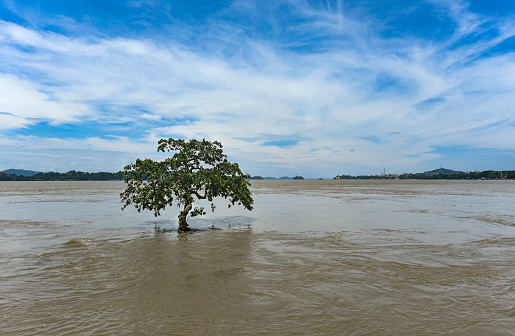 A tree is seen partially submerged in the swollen Brahmaputra river, following heavy monsoon rain.