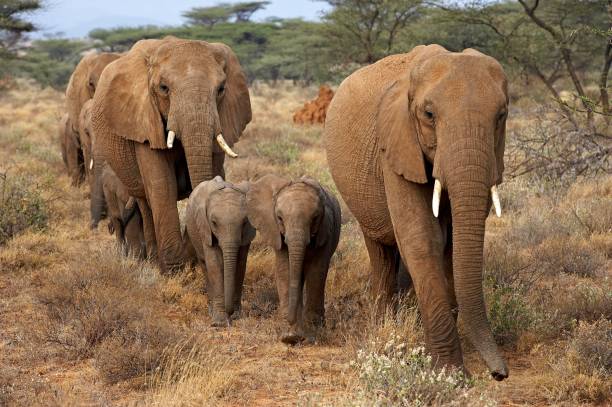 elefante africano, loxodonta africana, rebaño en el parque masai mara en kenia - animal hembra fotografías e imágenes de stock