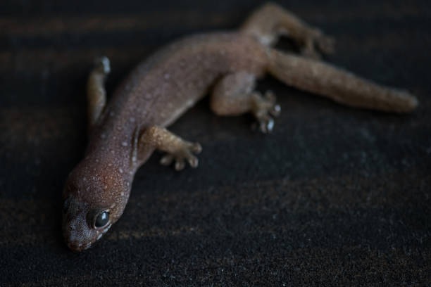istock Death lizard on dark wood floor 1256999333