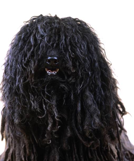 istock Hungarian Puli Dog, Portrait 1256999344