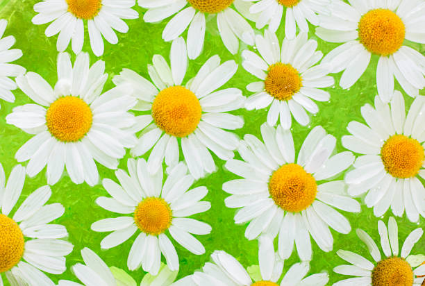 istock Chamomile flowers in the water. 1256999430