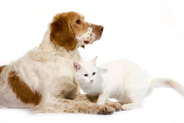 istock French Spaniel (cinnamon Color) and White Domestic Cat 1256999518