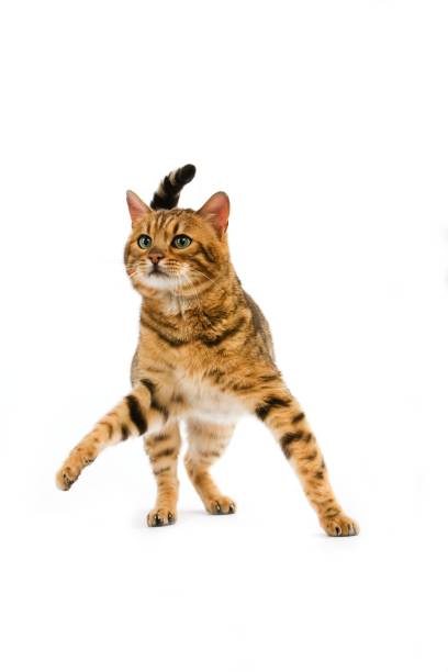 istock Brown Spotted Tabby Bengal Domestic Cat against White Background R 1256999596