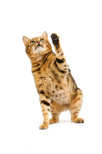 istock Brown Spotted Tabby Bengal Domestic Cat against White Background R 1256999615