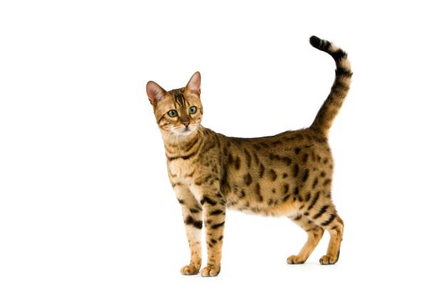 istock Brown Spotted Tabby Bengal Domestic Cat against White Background R 1256999619