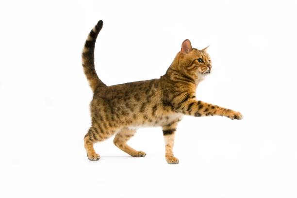istock Brown Spotted Tabby Bengal Domestic Cat against White Background R 1256999634
