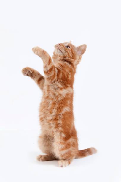 istock Red Tabby Domestic Cat, Kitten playing against White Background 1256999639