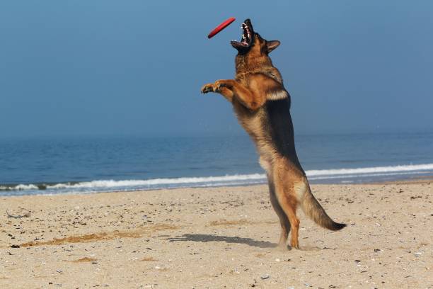 istock German Shepherd, Male catching frisbee, beach in Normandy 1256999660