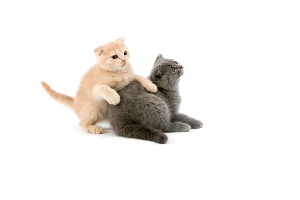 istock Blue Scottish Fold and Creme Scottish Fold Domestic Cat, 2 Months old Kittens playing against white Background 1256999747