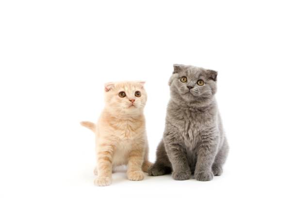 blue scottish fold i creme scottish fold domestic cat, 2-miesięczne kocięta siedzące na białym tle - scottish fold zdjęcia i obrazy z banku zdjęć