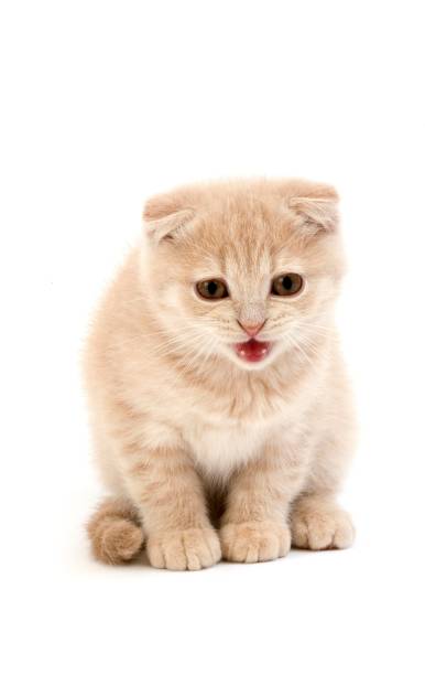 istock Cream Scottish Fold Domestic Cat, 2 Months old Kitten standing against White Background 1257000278