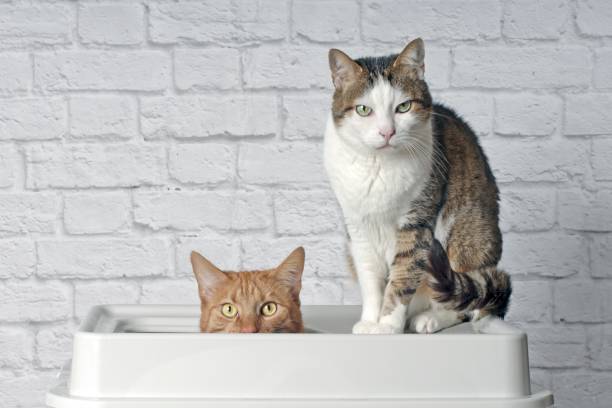 Funny ginger cat sitting in a top entry litter box beside a tabby cat and looking curious to the camera. Funny ginger cat sitting in a top entry litter box beside a tabby cat and looking curious to the camera. nephropathy photos stock pictures, royalty-free photos & images