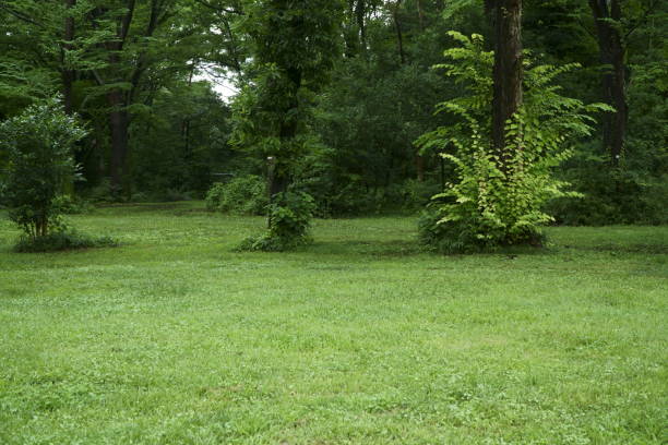 istock A park full of greenery after the rain 1257002001