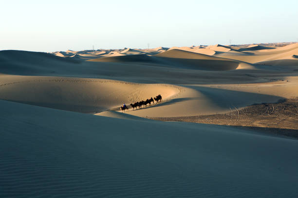 istock The camels on the sand curtain. 1257002905