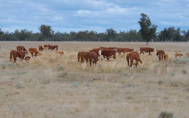 istock Herd of beef cattle grazing with calves 1257004121