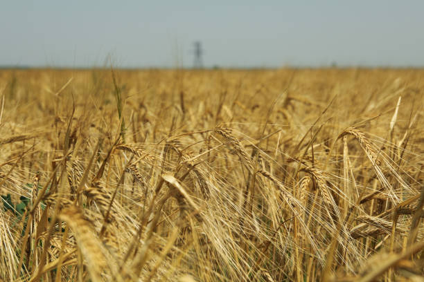 istock Barley field. Agriculture and farming. First summer harvest 1257004832