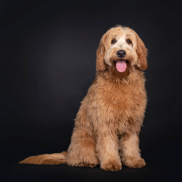 amical labradoodle / cobberdog sur fond noir - purebred cat photos photos et images de collection