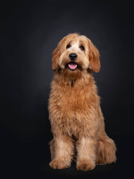 istock Friendly Labradoodle / Cobberdog on black background 1257005055