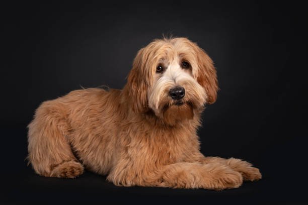 istock Friendly Labradoodle / Cobberdog on black background 1257005056