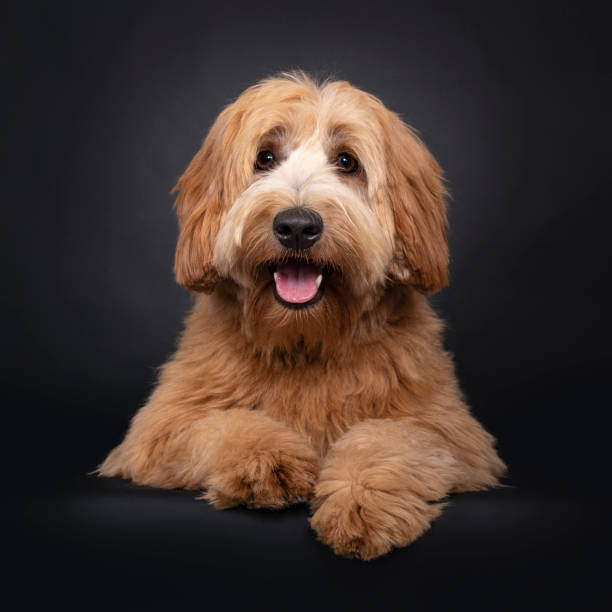 istock Friendly Labradoodle / Cobberdog on black background 1257005063