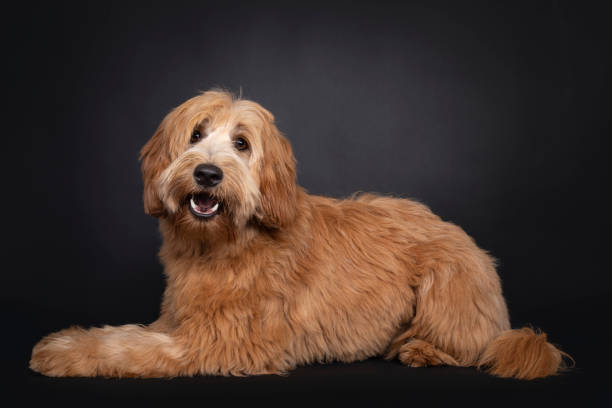 amical labradoodle / cobberdog sur fond noir - purebred cat photos photos et images de collection