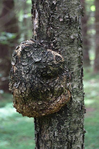 istock growth of the original shape on the spruce trunk 1257005256