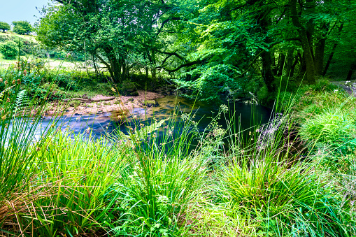 A beautiful river in summer with muddy water.