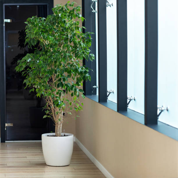 140+ Foto, Immagini e Immagini Royalty Free di Ficus Benjamina Bonsai - iStock