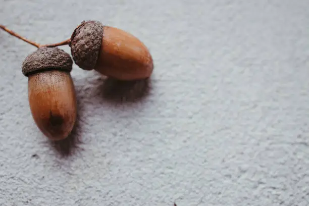 Photo of Fall floral design greeting card with acorns