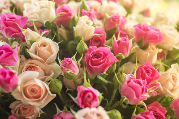 istock Background image of White purple roses in sunlight 1257009790