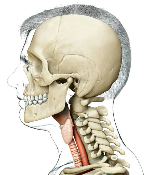 illustrazione 3d resa medicalmente accurata dell'anatomia della laringe maschile - prominence foto e immagini stock