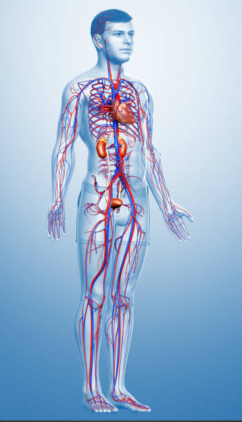istock 3d rendered, medically accurate illustration of the kidneys and circulatory system 1257012056