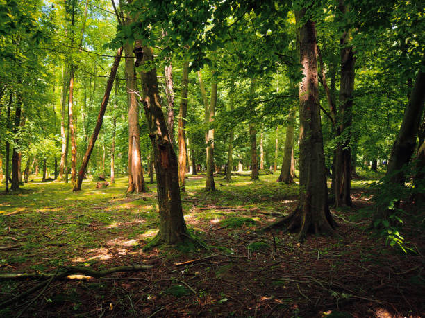 istock Beautiful green forest in the morning 1257012064