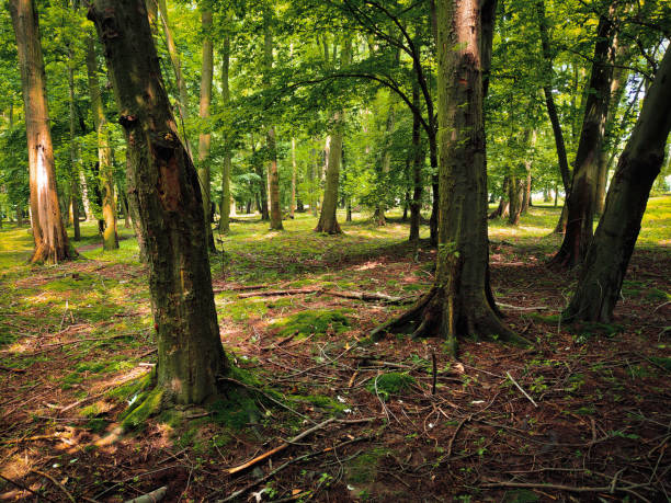 istock Beautiful green forest in the morning 1257012078