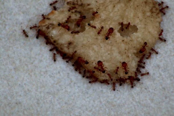 istock Ant restaurant. Dozens of red ants 1257013700