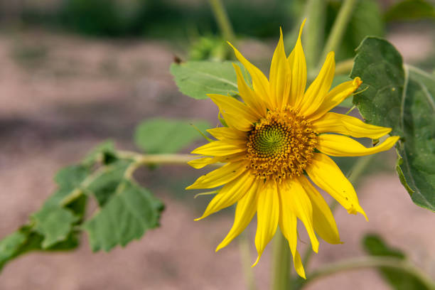 Head of Sunflower stock photo