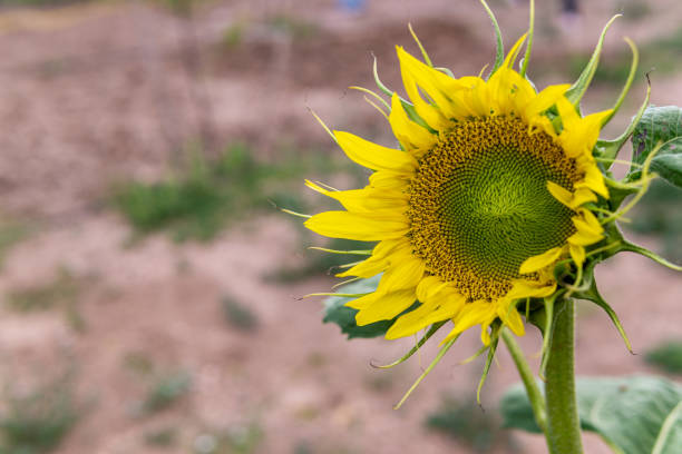 Head of Sunflower stock photo