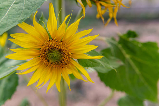 Head of Sunflower stock photo