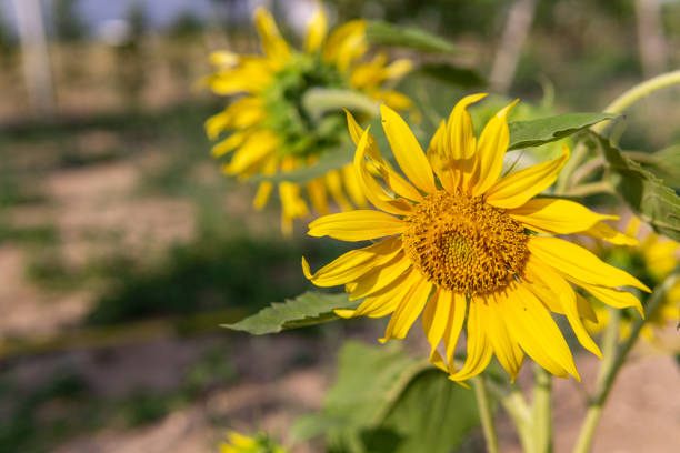 Head of Sunflower stock photo