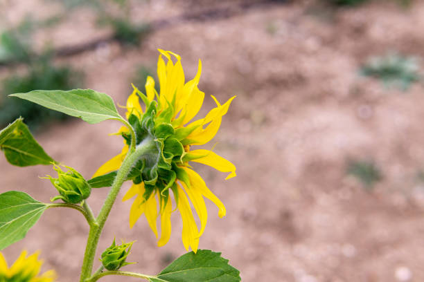 Head of Sunflower stock photo