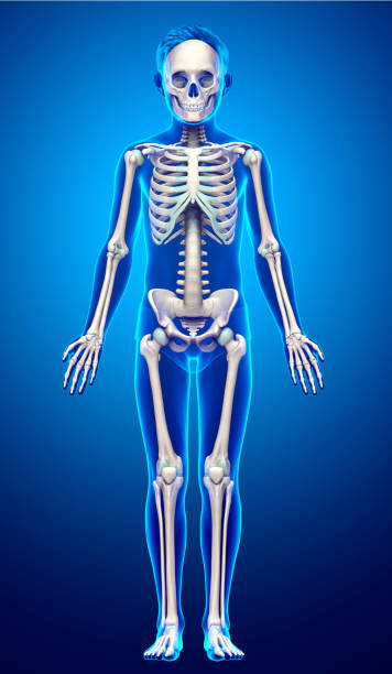 istock 3d rendered, medically accurate illustration of a young boy skeleton system 1257014503