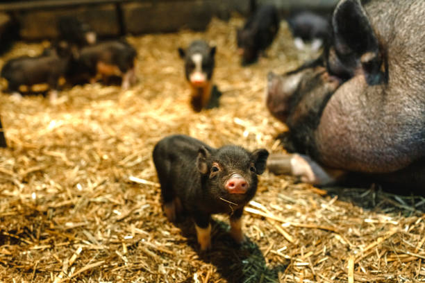 istock A curious newborn piglet is looking at the camera while being next to her mother. 1257014656