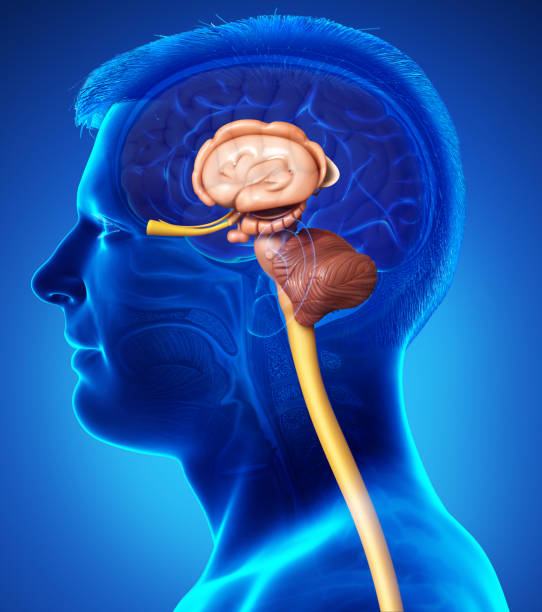 istock 3d rendered medically accurate illustration of the interior brain anatomy 1257014745