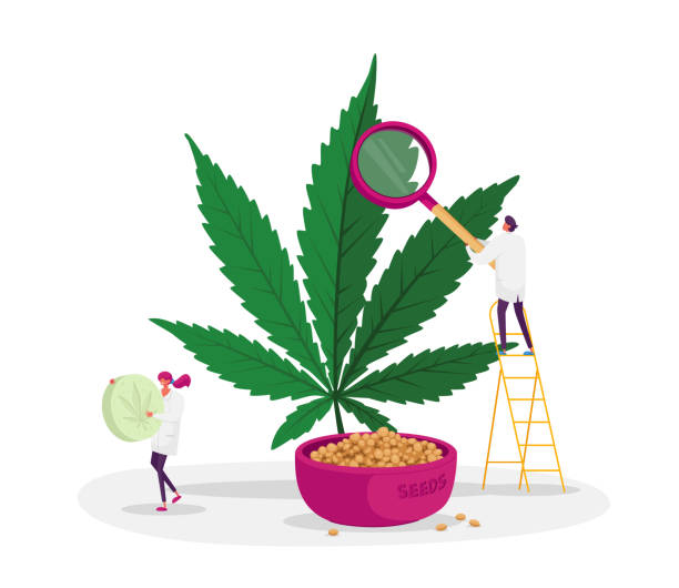 ilustrações de stock, clip art, desenhos animados e ícones de scientist characters checking hemp plant and seeds in greenhouse. herbal alternative medicine concept, cbd cannabis oil - medical marijuana