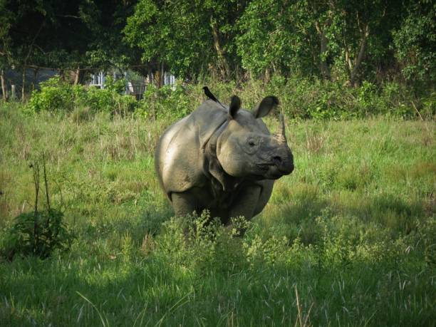 istock Indian One Horned Rhino 1257016460