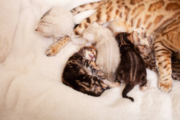 istock A Bengal leopard cat lies on a beige plaid with small kittens 1257017238