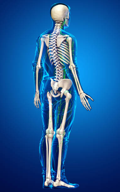 istock 3d rendered medically accurate illustration of a male lymphatic system 1257017241