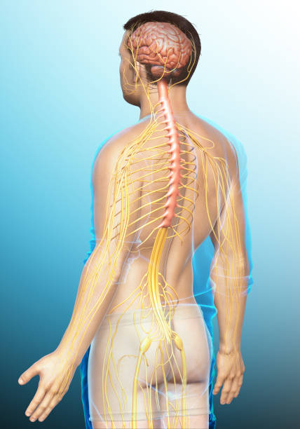 istock 3d rendered medically accurate illustration of a male nervous system 1257017478
