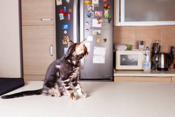istock A small brown leopard-beige Bengal kitten sits on a beige bar table 1257017509